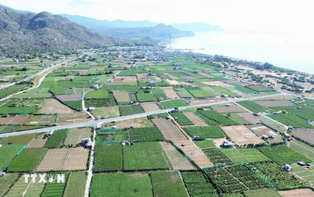 ninh thuan hat nhan 1