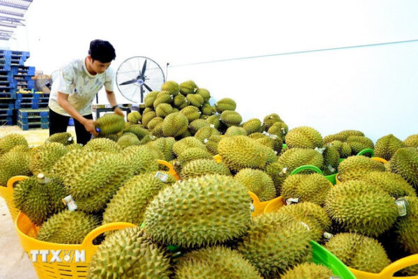 sau rieng xuat khau