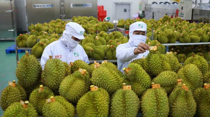 sau rieng2 1685353702418496401332 63 0 1313 2000 crop 1701306501705946871007 89 0 1136 2000 crop 1701311893864450433925