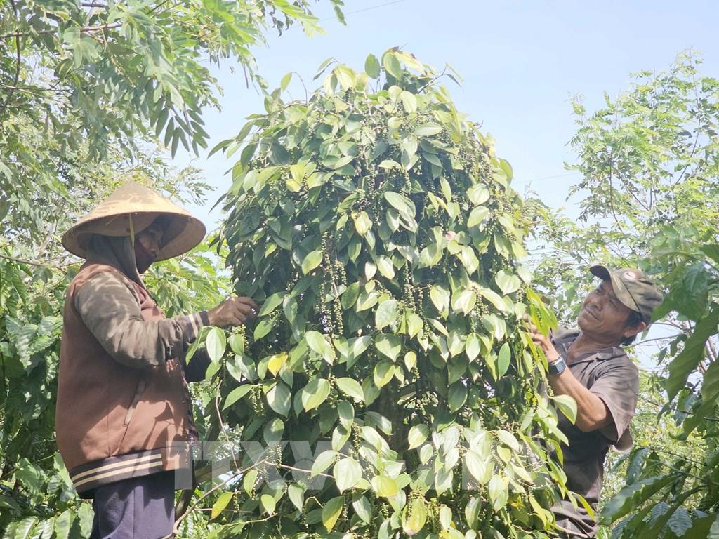 104802 gia ho tieu dak nong tang manh so voi cung ky nam 2024