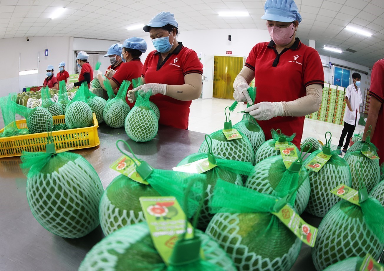 vna potal buoi da xanh xuat khau chinh ngach vao thi truong australia 869976320 15 40 42